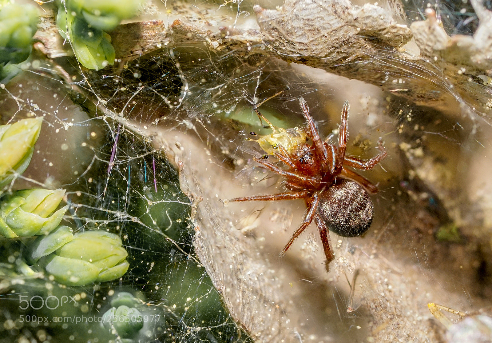 Sony a6000 sample photo. Feeding time photography
