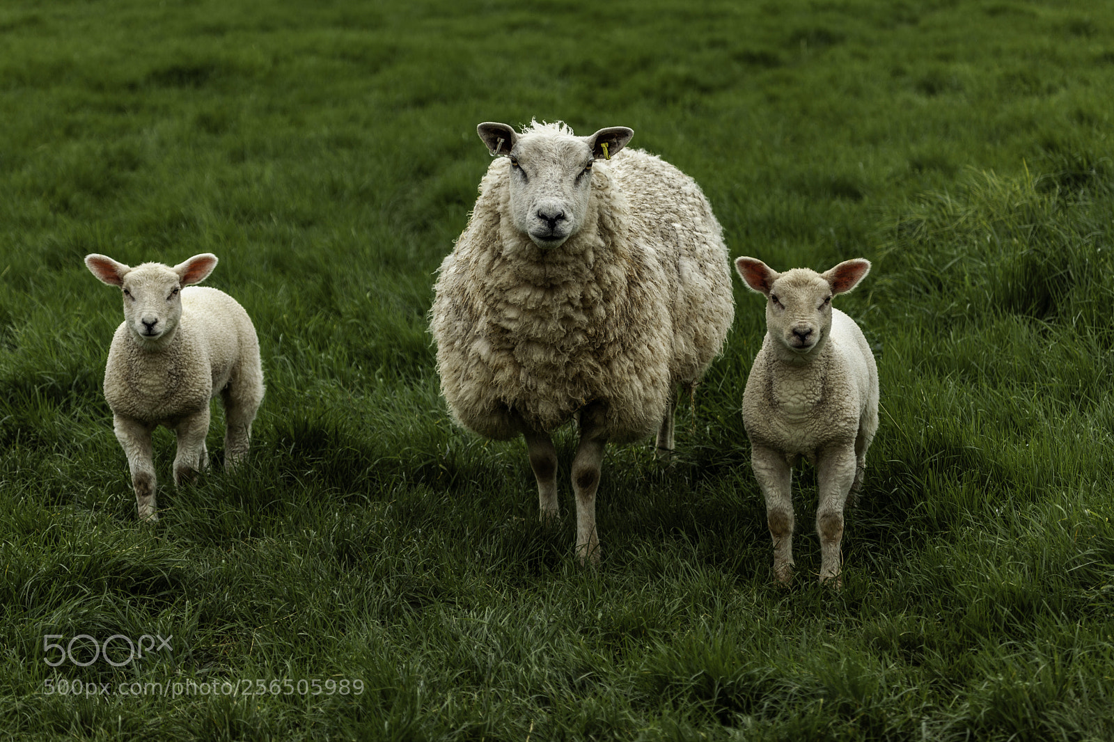 Canon EOS 5D Mark II sample photo. Family portrait photography