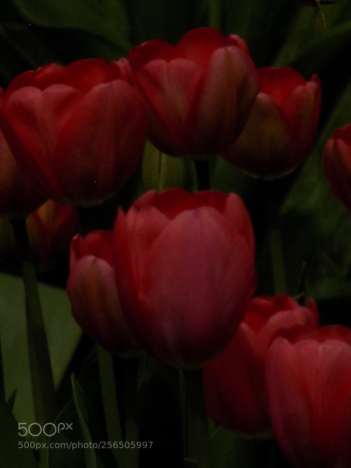 Nikon COOLPIX L340 sample photo. Spring tulips photography