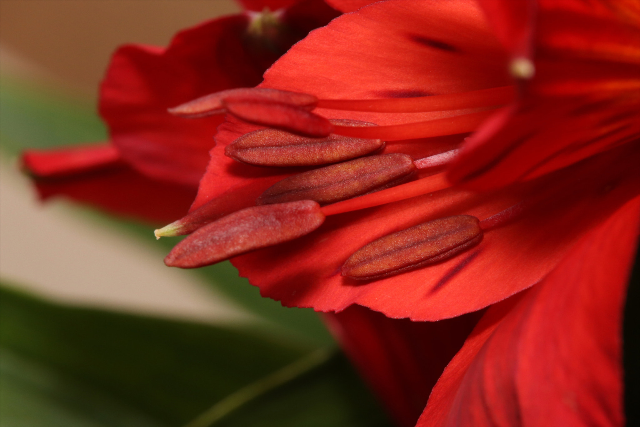 Canon EOS sample photo. Anther photography
