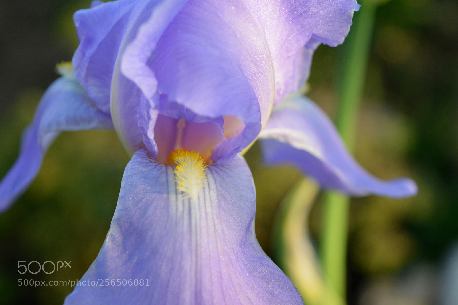Nikon D5200 sample photo. Iris photography