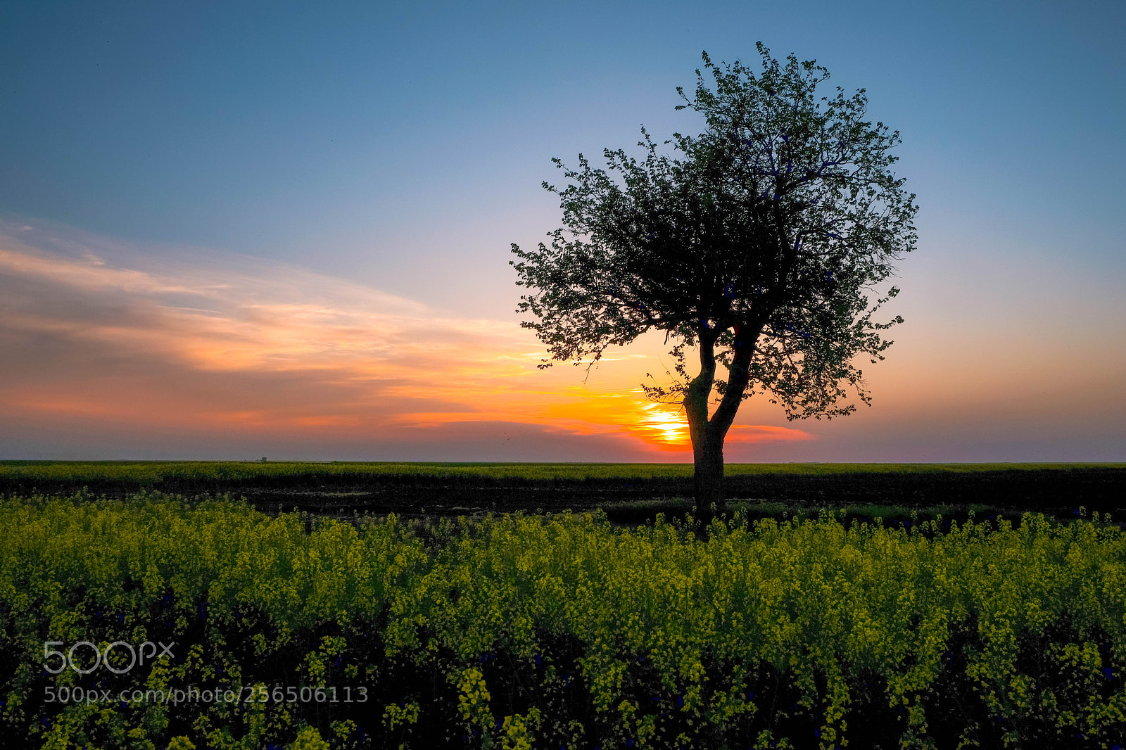 Fujifilm X-T2 sample photo. The lonely tree photography