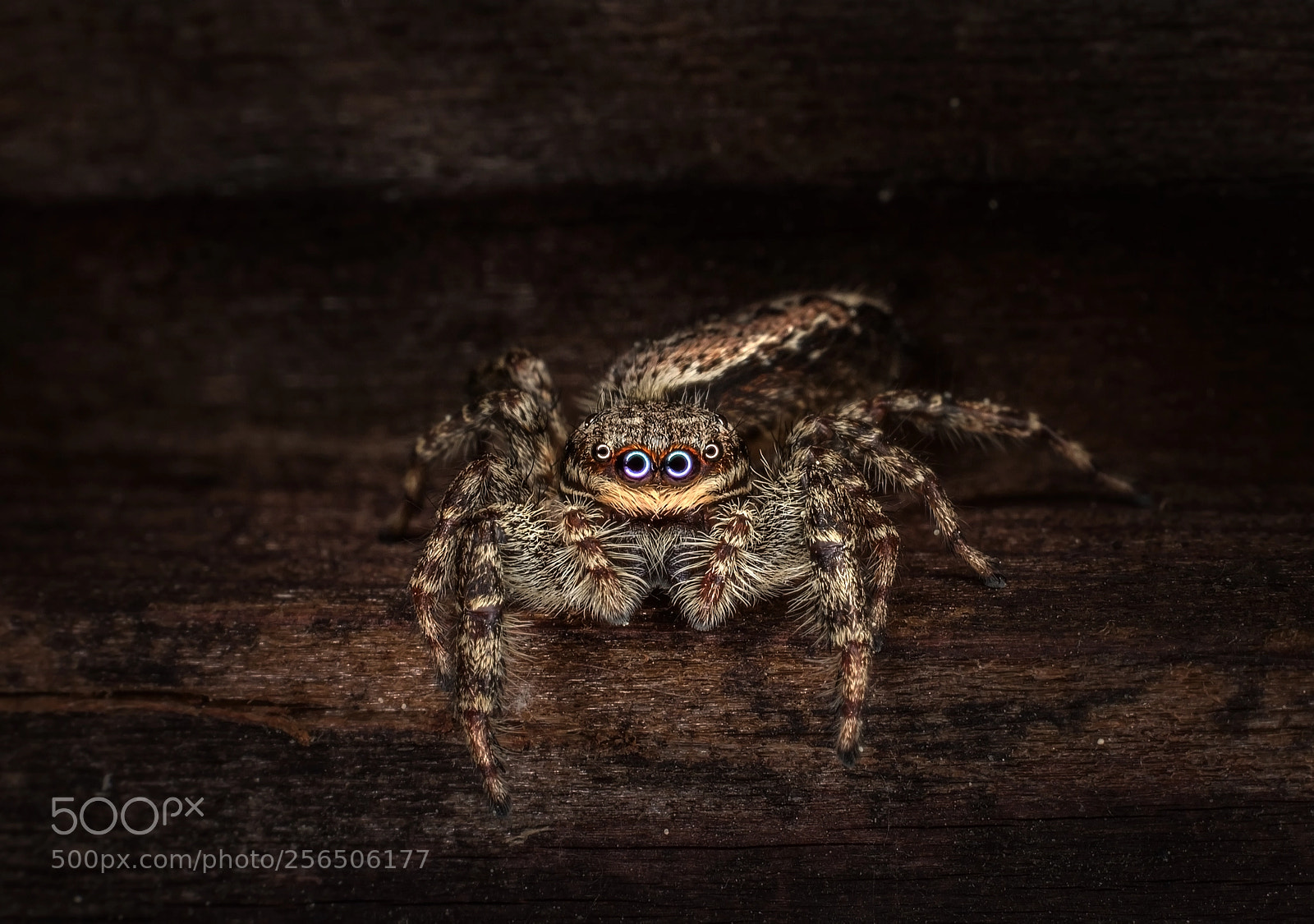 Canon EOS 700D (EOS Rebel T5i / EOS Kiss X7i) sample photo. Jumping spider ii photography