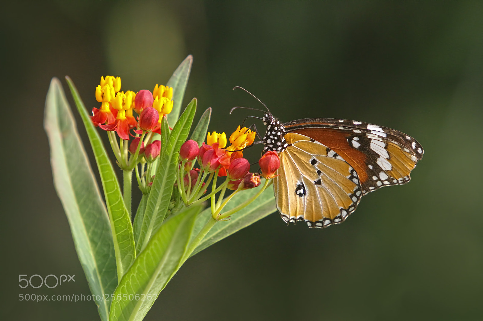 Canon EOS 7D sample photo. Freedom... photography