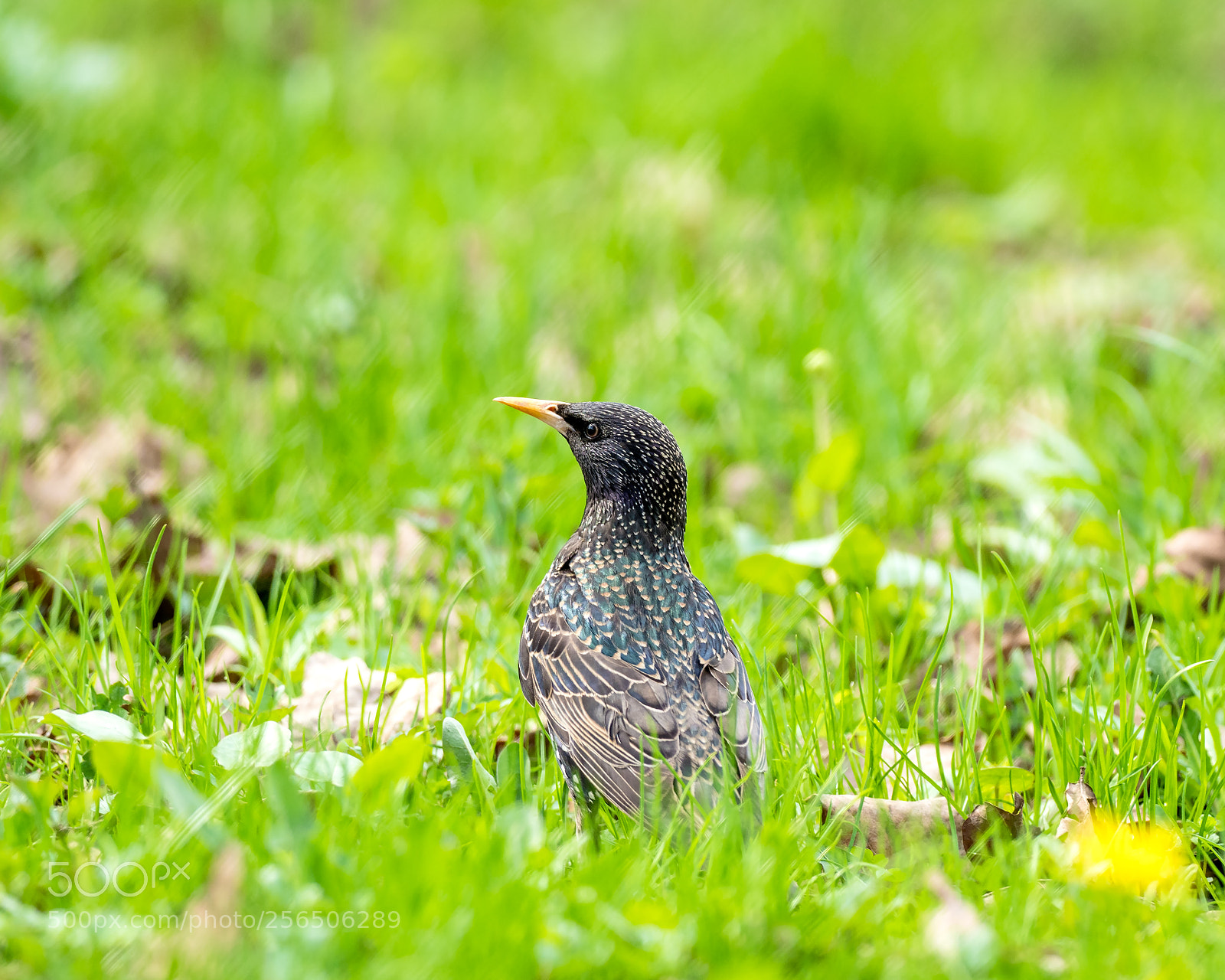 Olympus OM-D E-M1 Mark II sample photo. Common starling photography