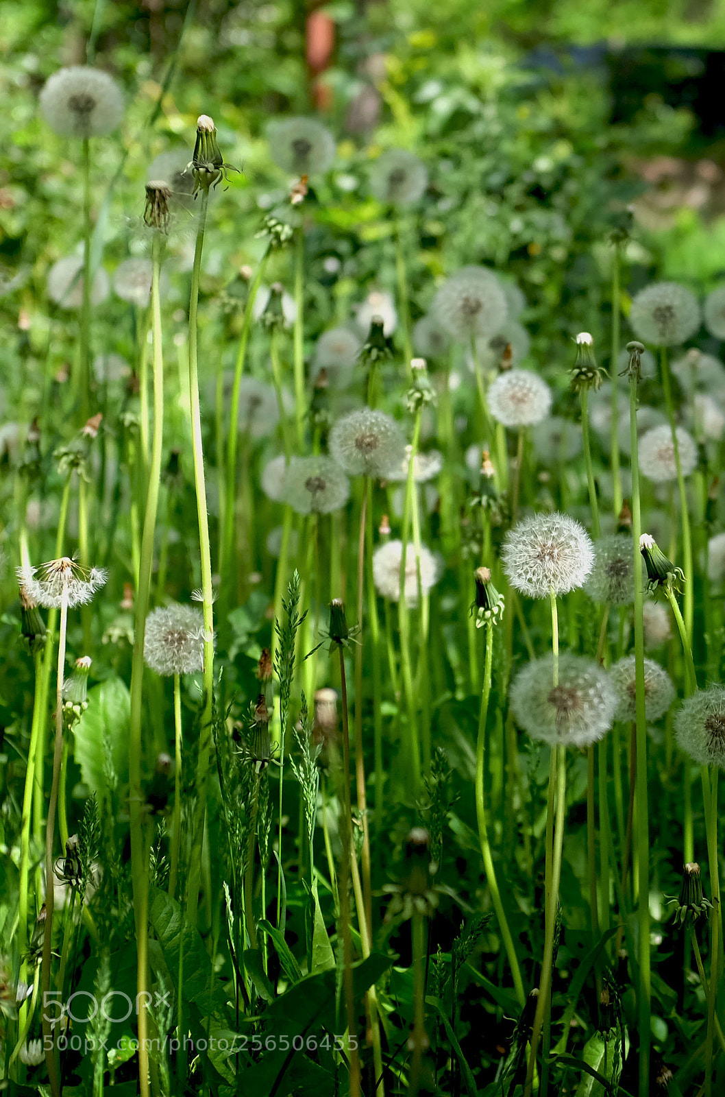 Fujifilm X100T sample photo. Dandelions charm photography