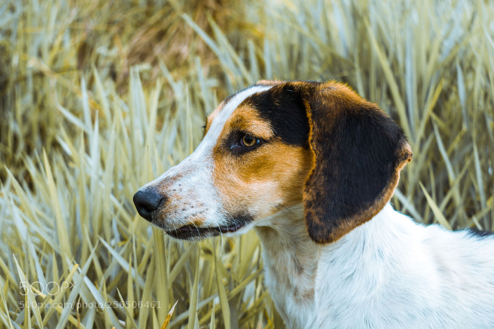Nikon D5600 sample photo. Dog head in the photography