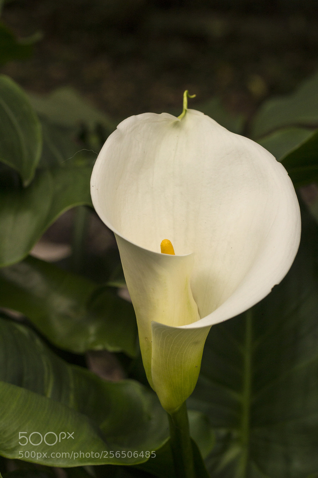 Canon EOS 1200D (EOS Rebel T5 / EOS Kiss X70 / EOS Hi) sample photo. Beauty in white photography