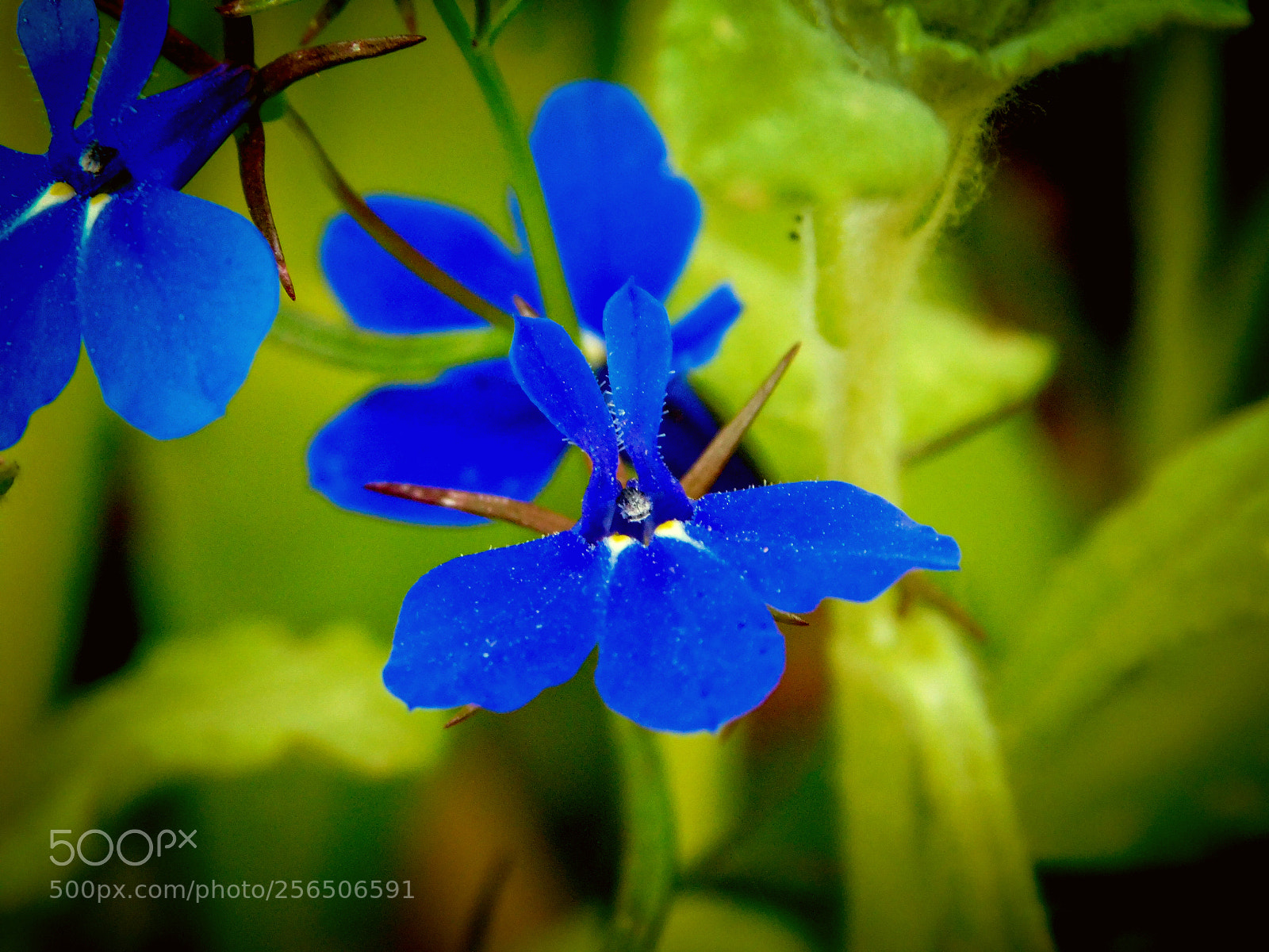 Nikon Coolpix B500 sample photo. Edging lobelias photography