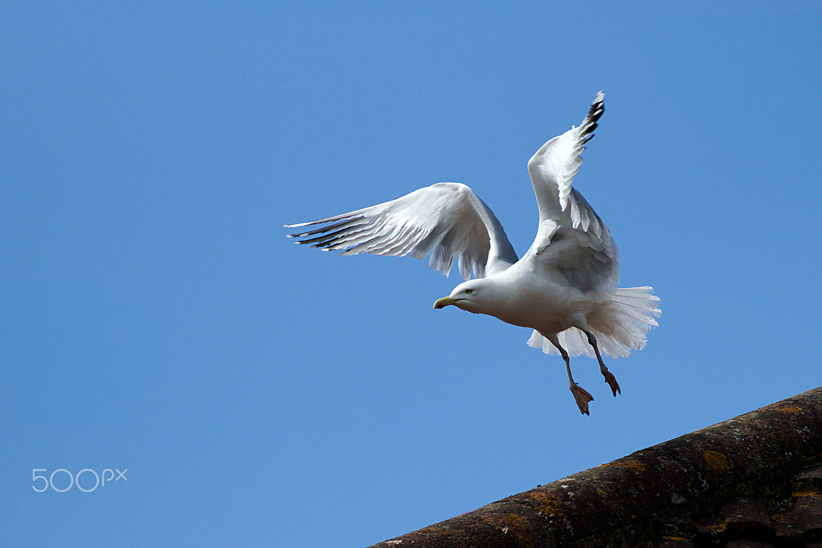Tamron SP 70-300mm F4-5.6 Di VC USD sample photo. Seagull photography
