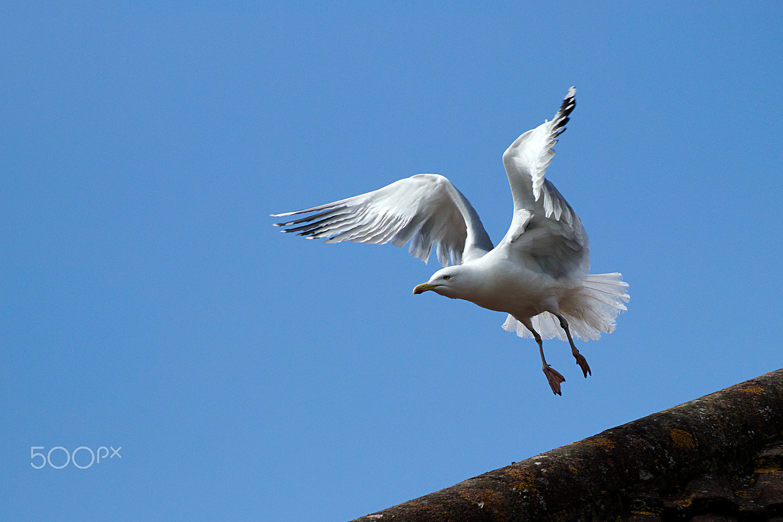 Canon EOS 77D (EOS 9000D / EOS 770D) sample photo. Seagull photography