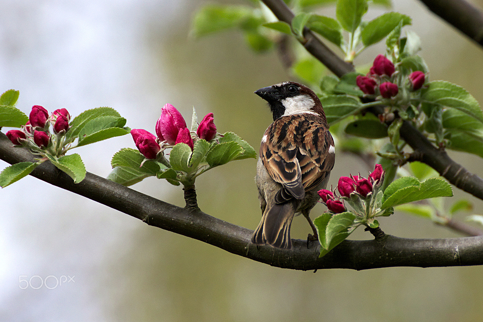 Canon EOS 77D (EOS 9000D / EOS 770D) sample photo. Sparrow photography