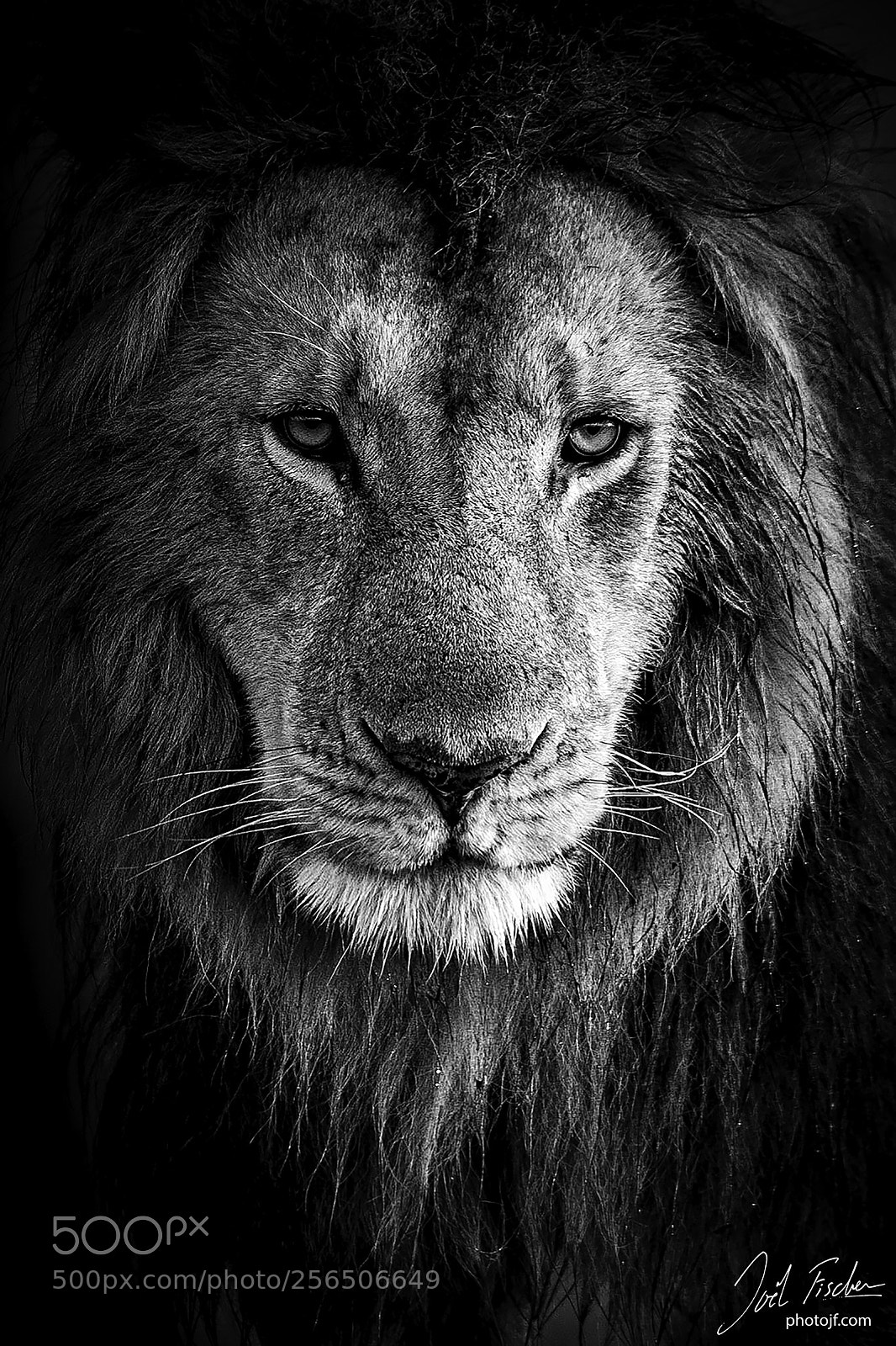 Canon EOS-1D Mark IV sample photo. Coeur de lion photography