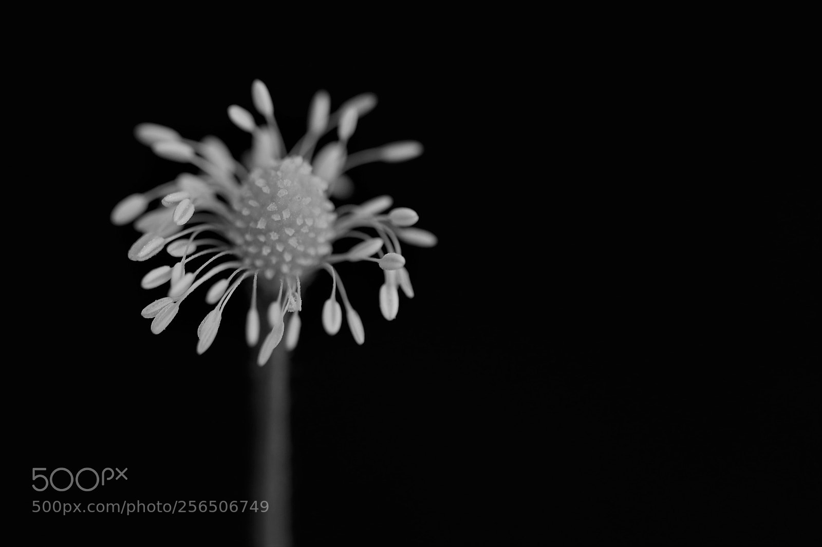 Canon EOS 80D sample photo. Naked anemone photography