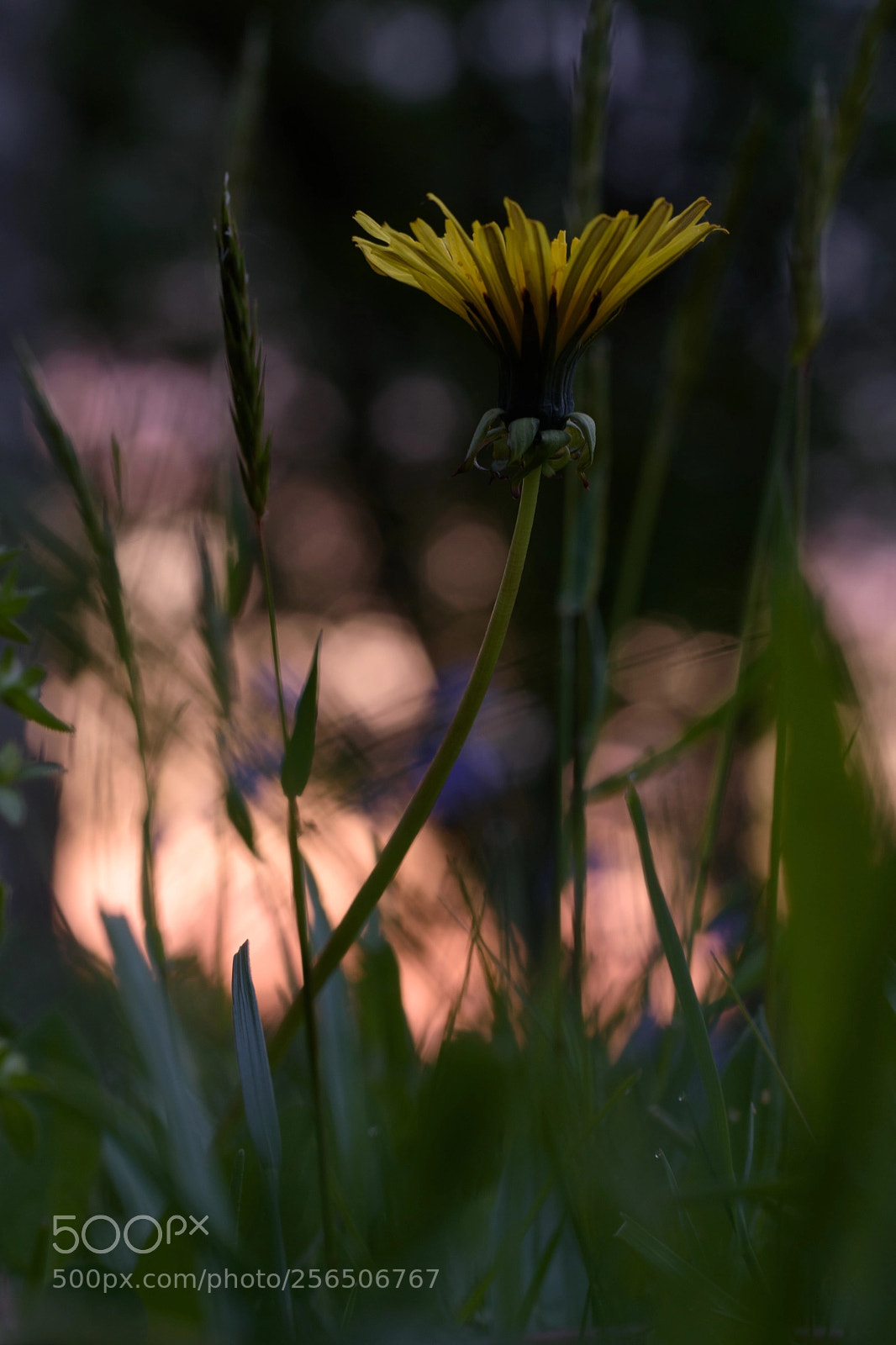Nikon D5500 sample photo. Praying for time.. photography