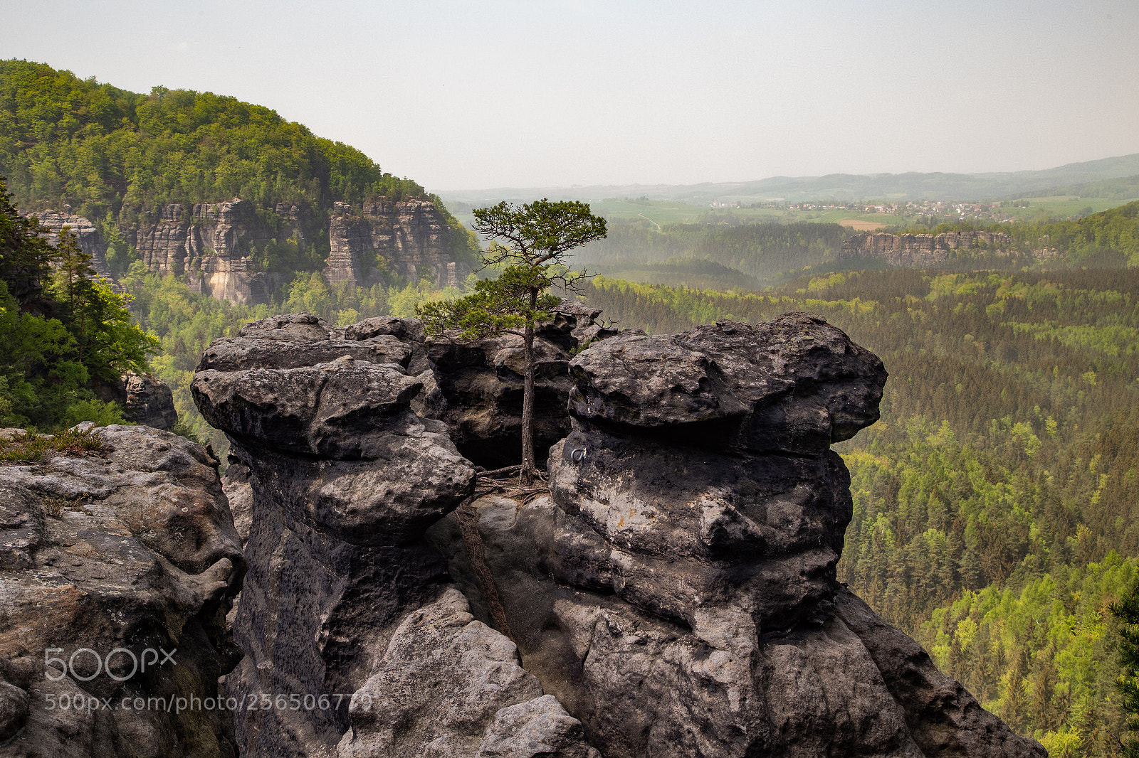 Canon EOS 6D sample photo. Tree on the rock photography