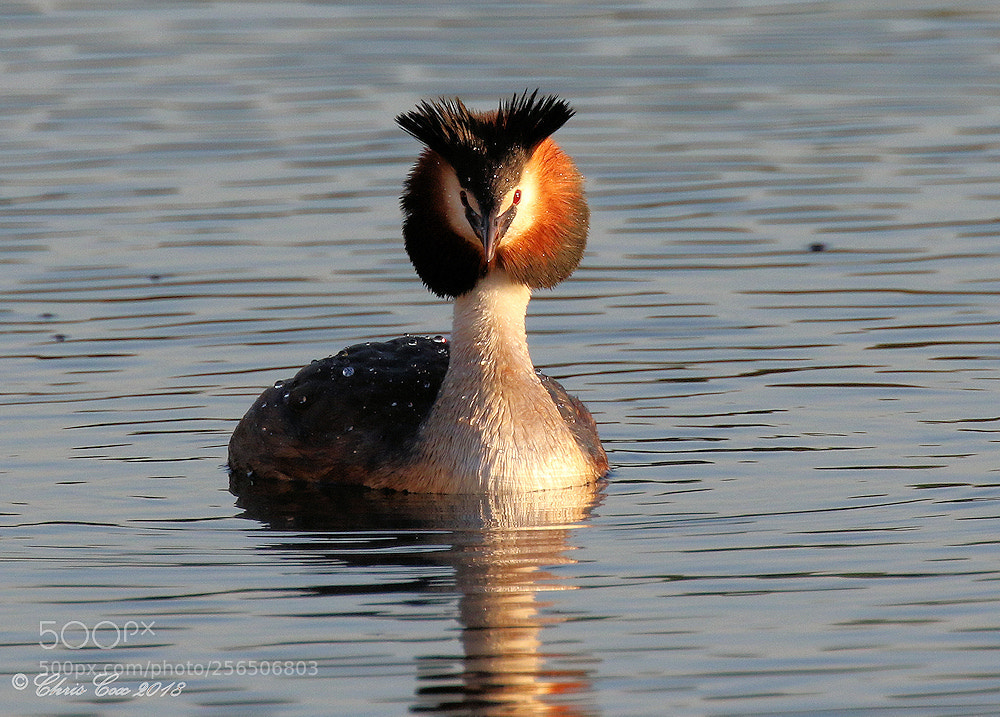 Canon EOS 7D Mark II sample photo. Great crested grebe photography