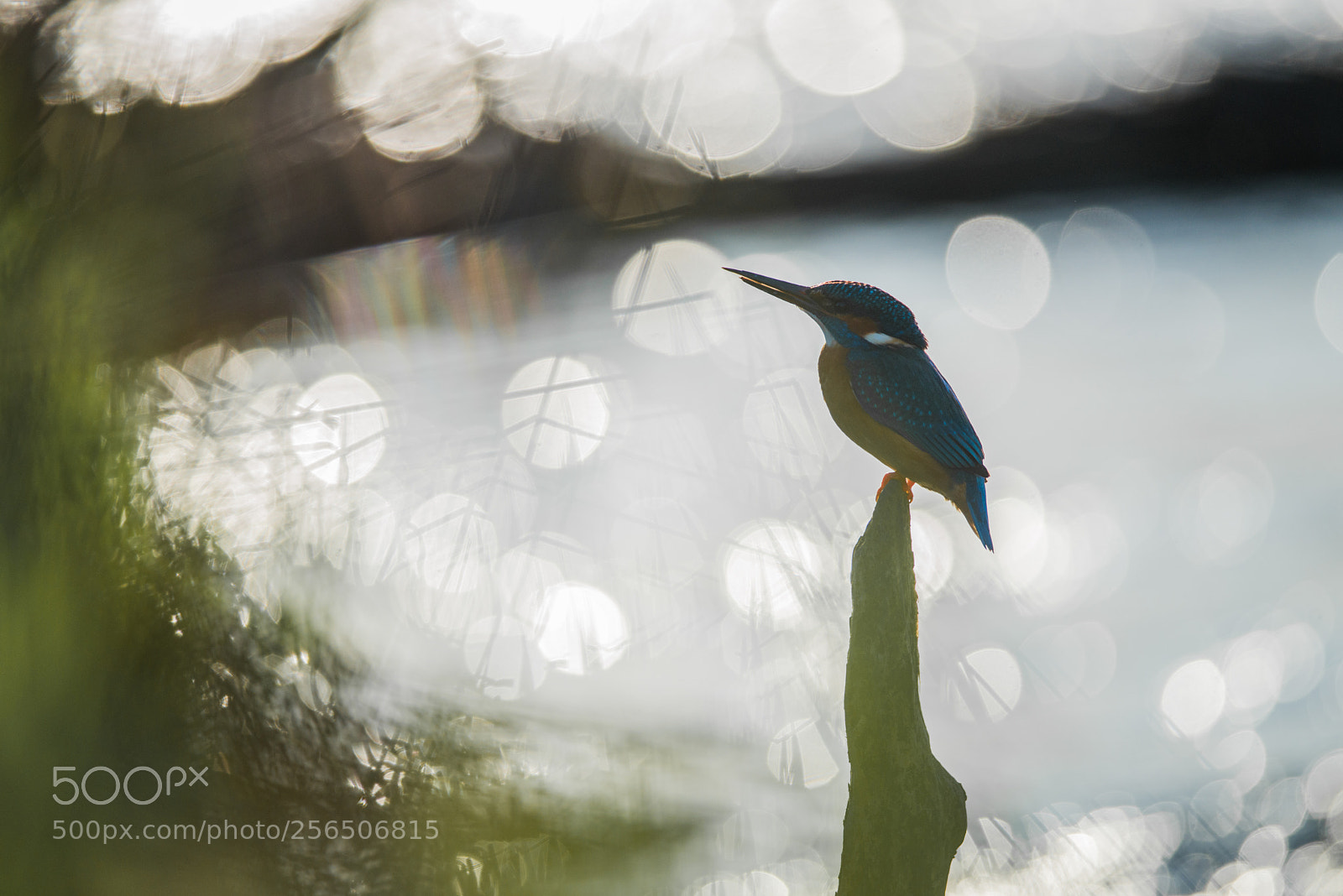 Nikon D800 sample photo. Common kingfisher photography