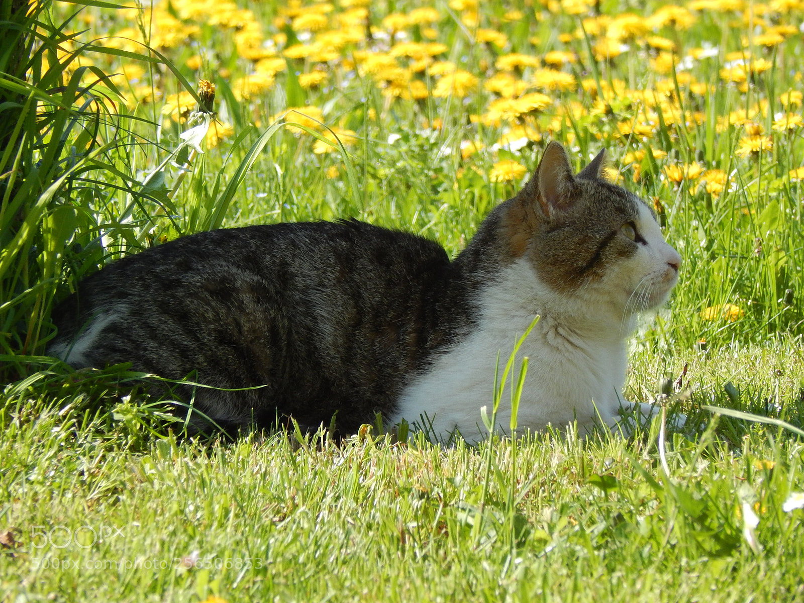 Nikon Coolpix L820 sample photo. Leo photography