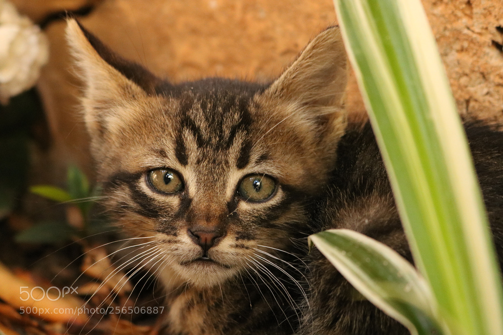 Canon EOS 750D (EOS Rebel T6i / EOS Kiss X8i) sample photo. Small and sweet photography