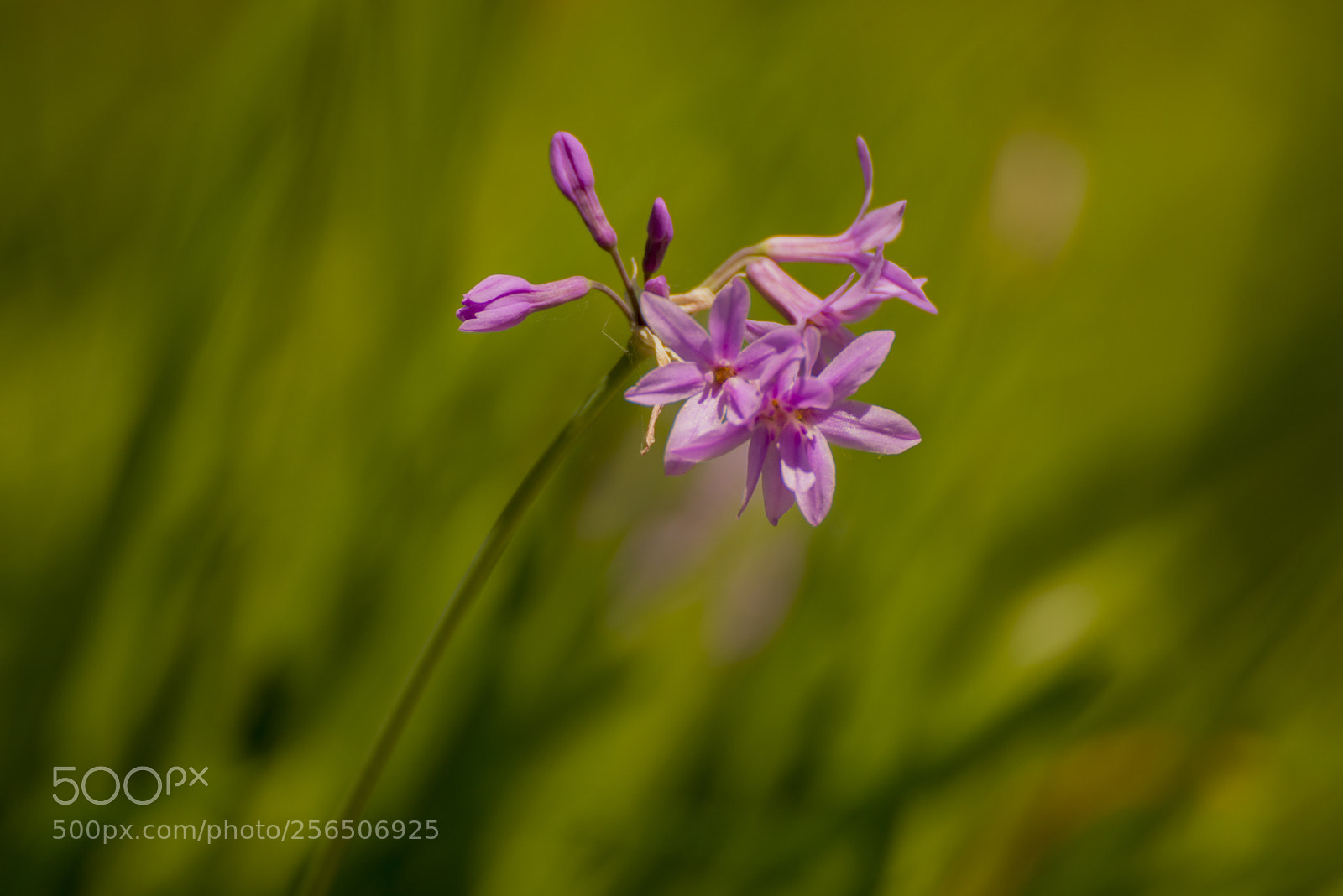 Nikon D610 sample photo. Macro photography