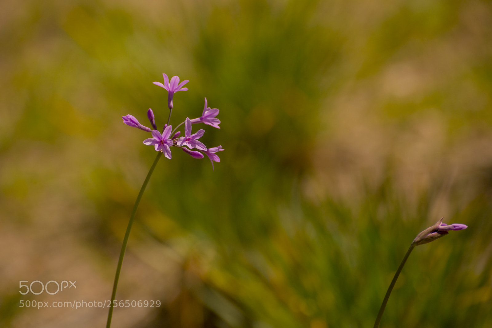 Nikon D610 sample photo. Macro photography