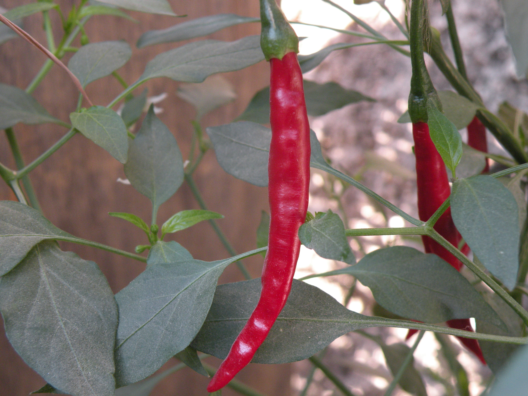 Nikon Coolpix P80 sample photo. Mexican photography