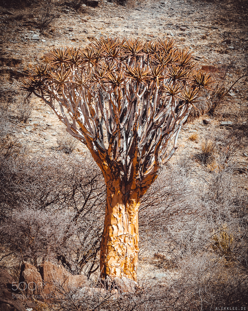 Canon EOS 7D Mark II sample photo. The kokerboom photography