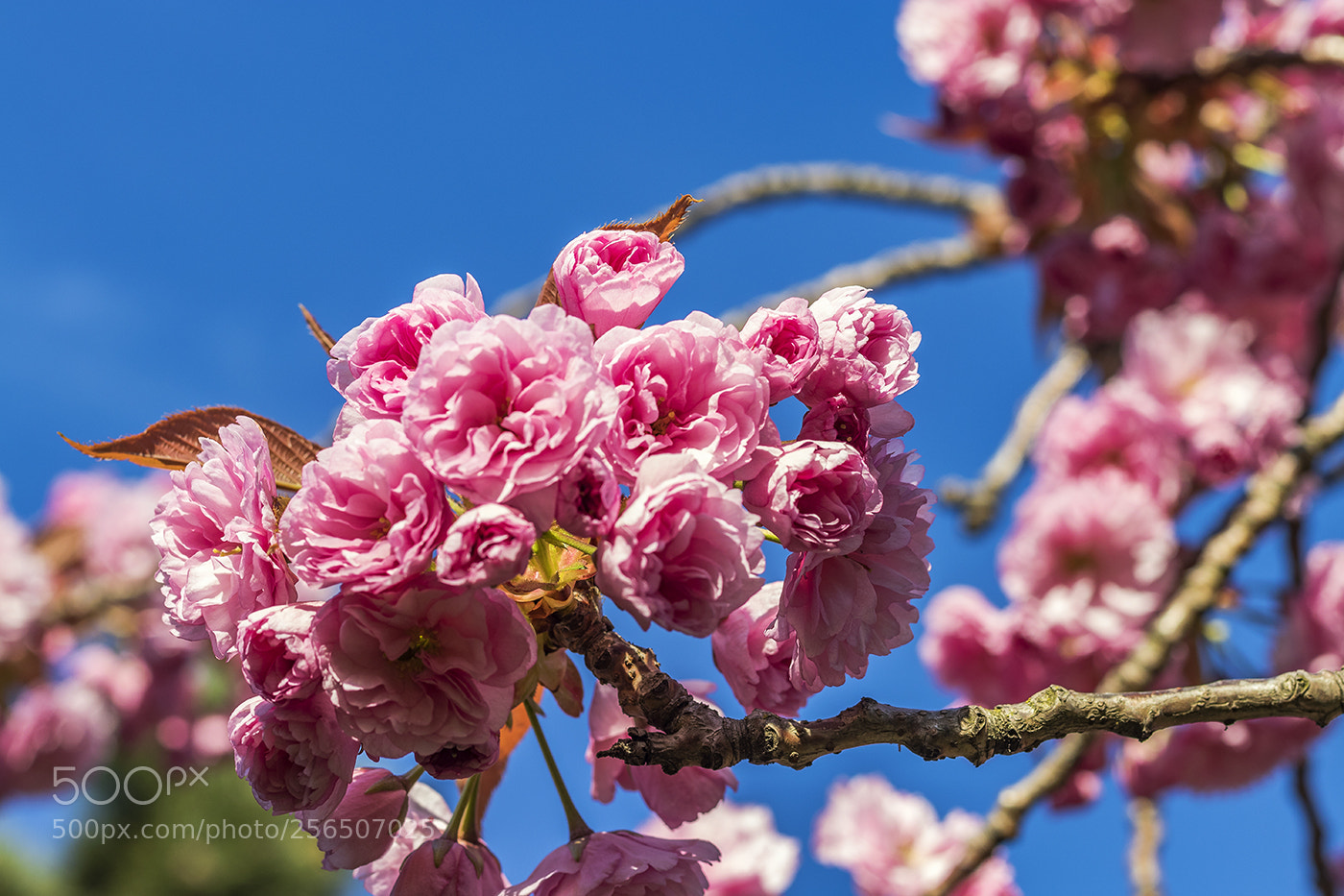 Canon EOS 80D sample photo. Cherry blossom sml photography