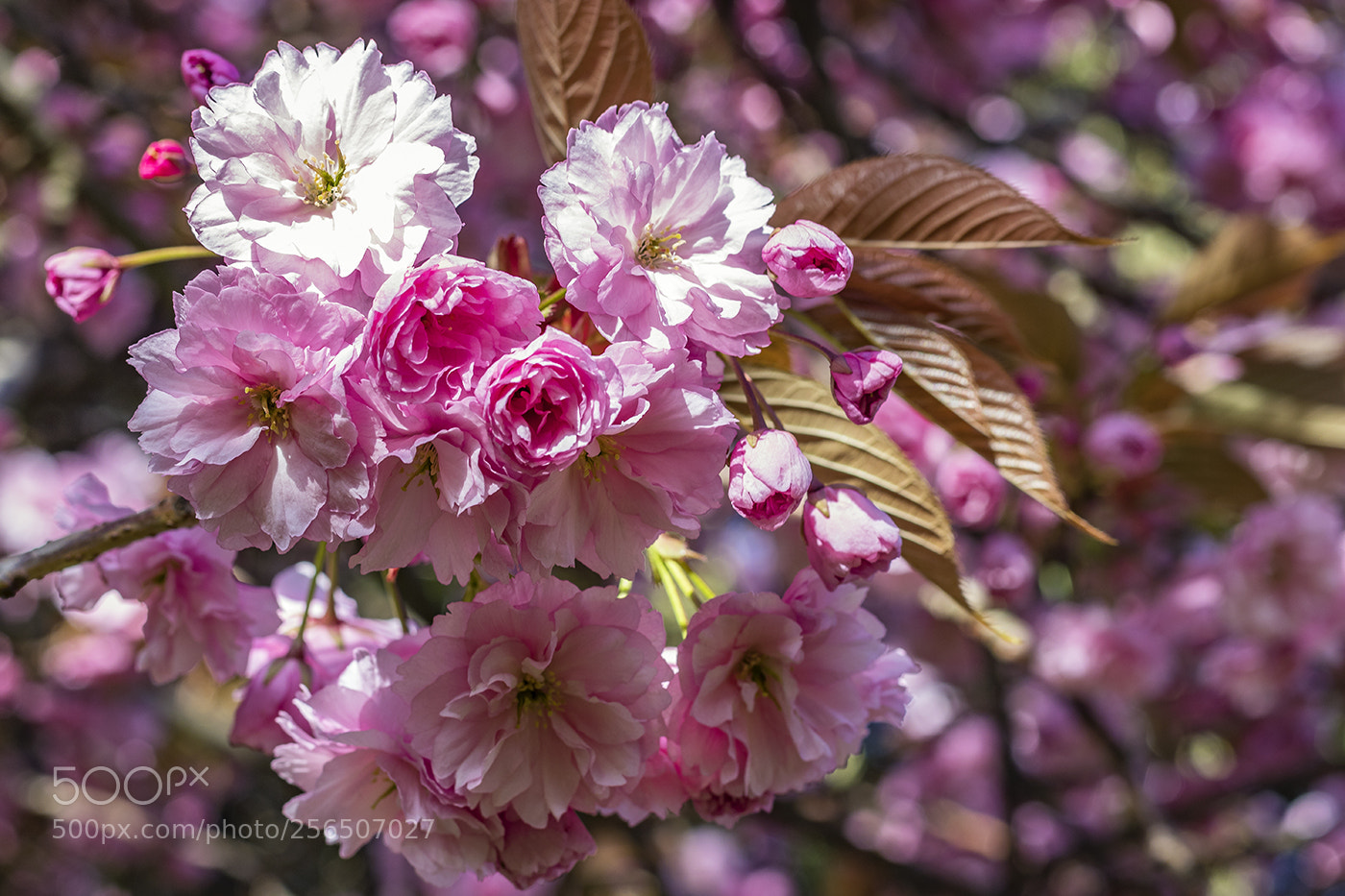 Canon EOS 80D sample photo. Cherry blossom sml photography