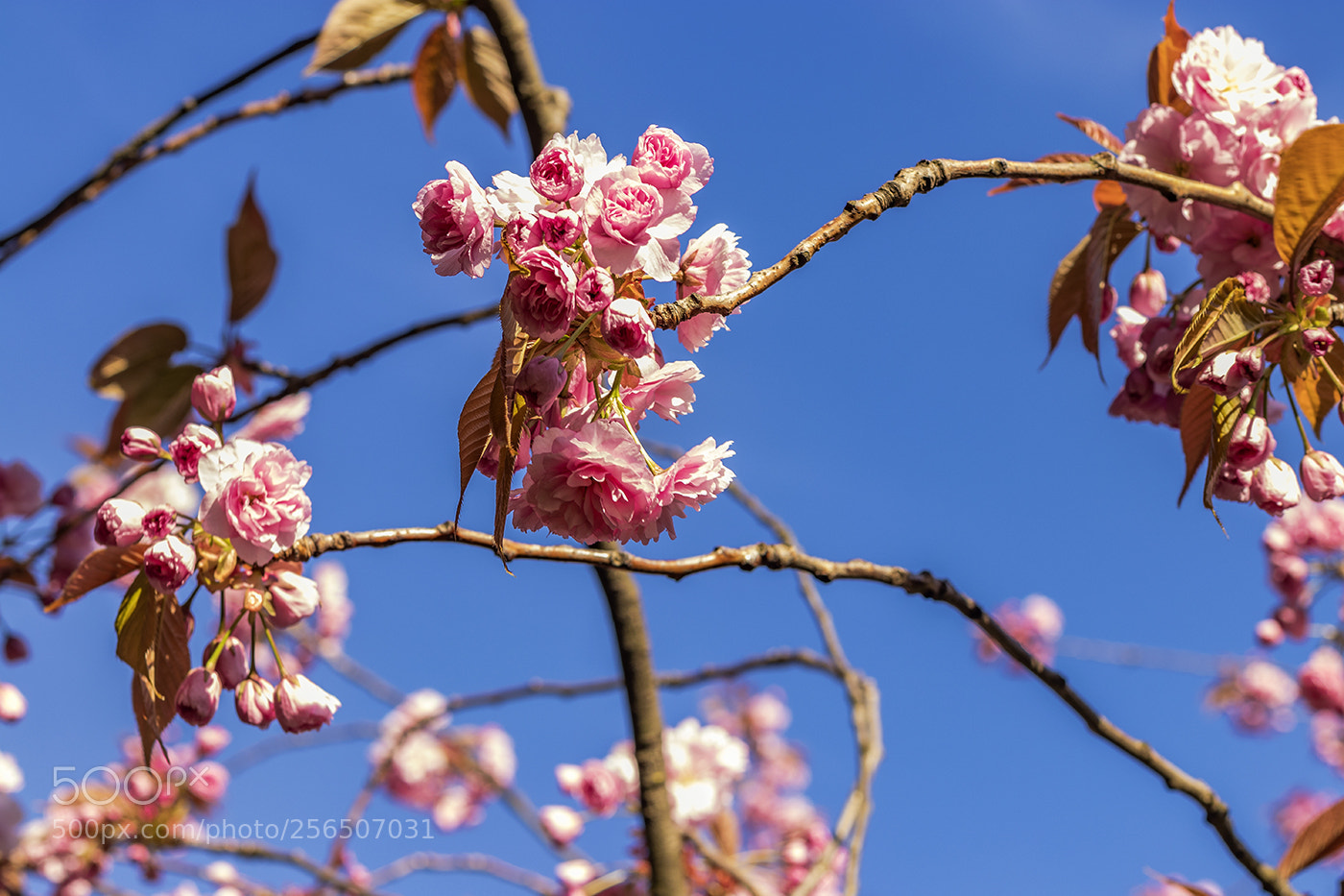 Canon EOS 80D sample photo. Cherry blossom sml photography