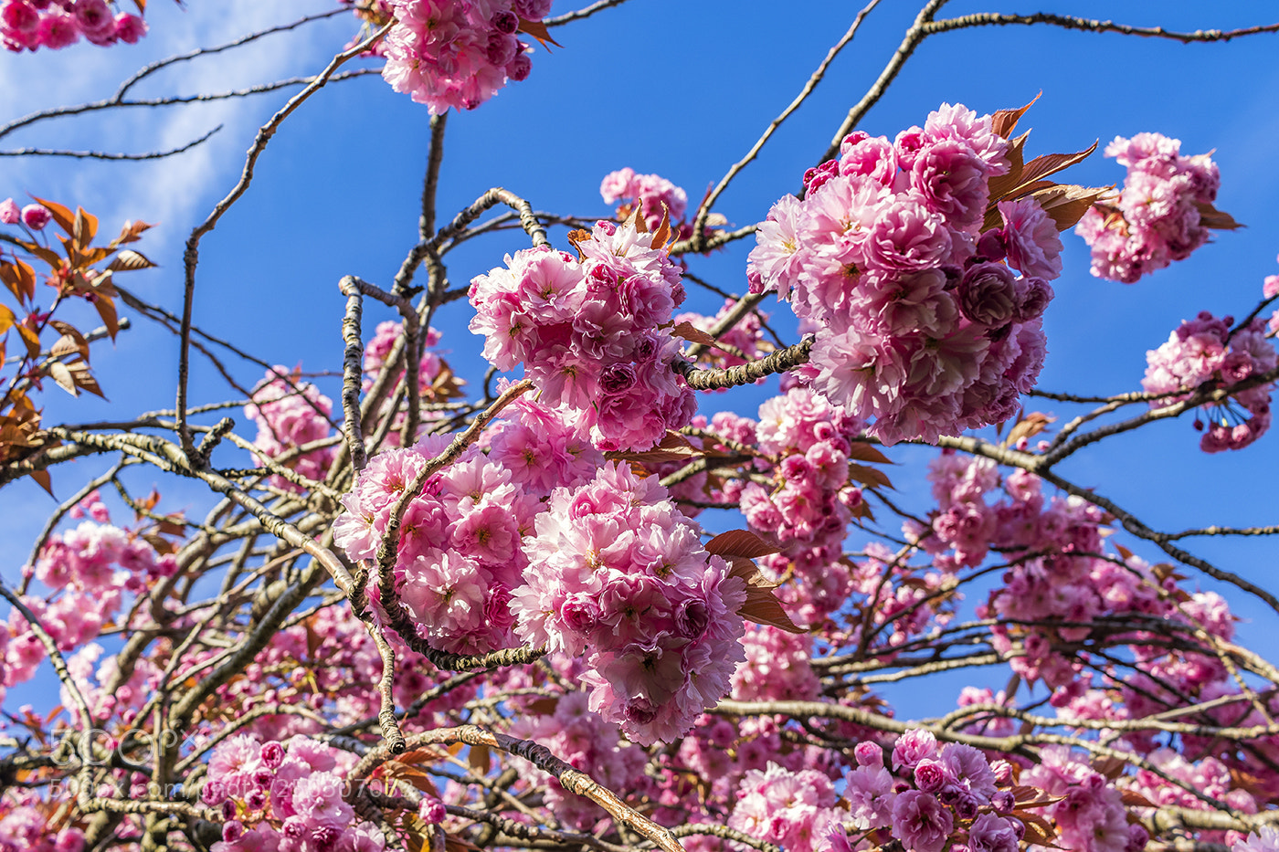 Canon EOS 80D sample photo. Cherry blossom sml photography