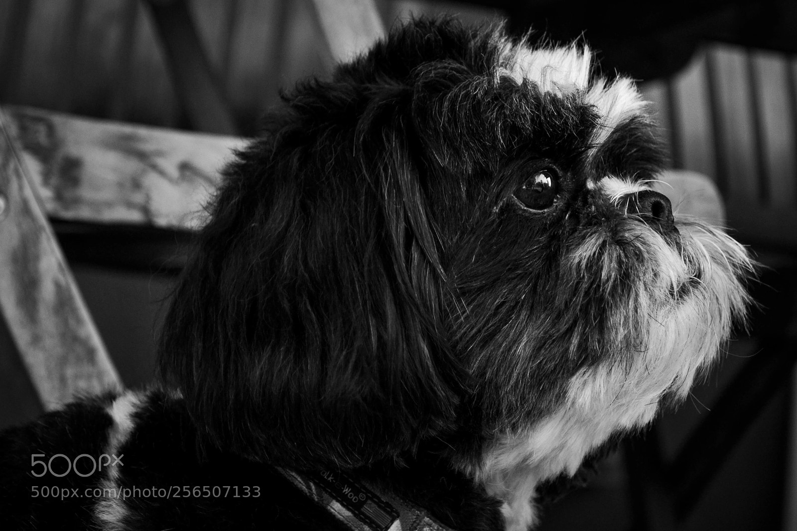 Nikon D3100 sample photo. Domino 12/10/16 photography
