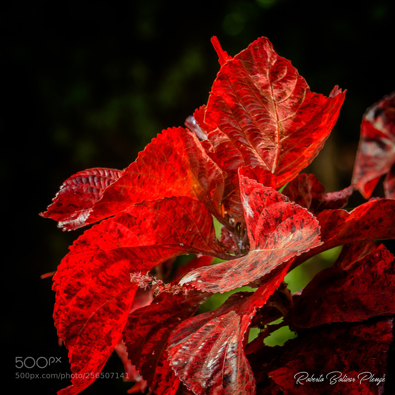 Canon EOS 77D (EOS 9000D / EOS 770D) sample photo. Leafs photography