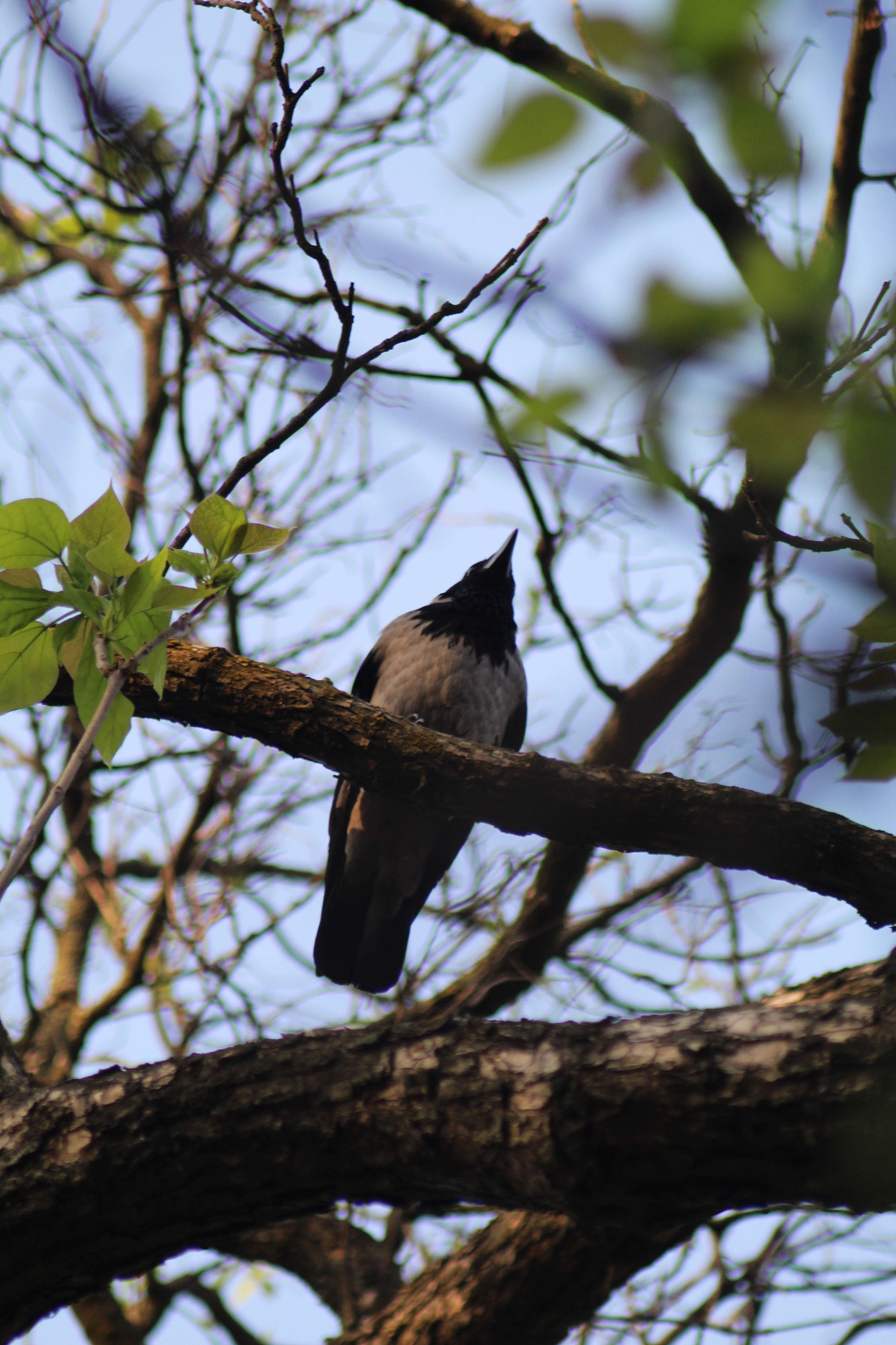 Canon EF 50-200mm f/3.5-4.5 sample photo