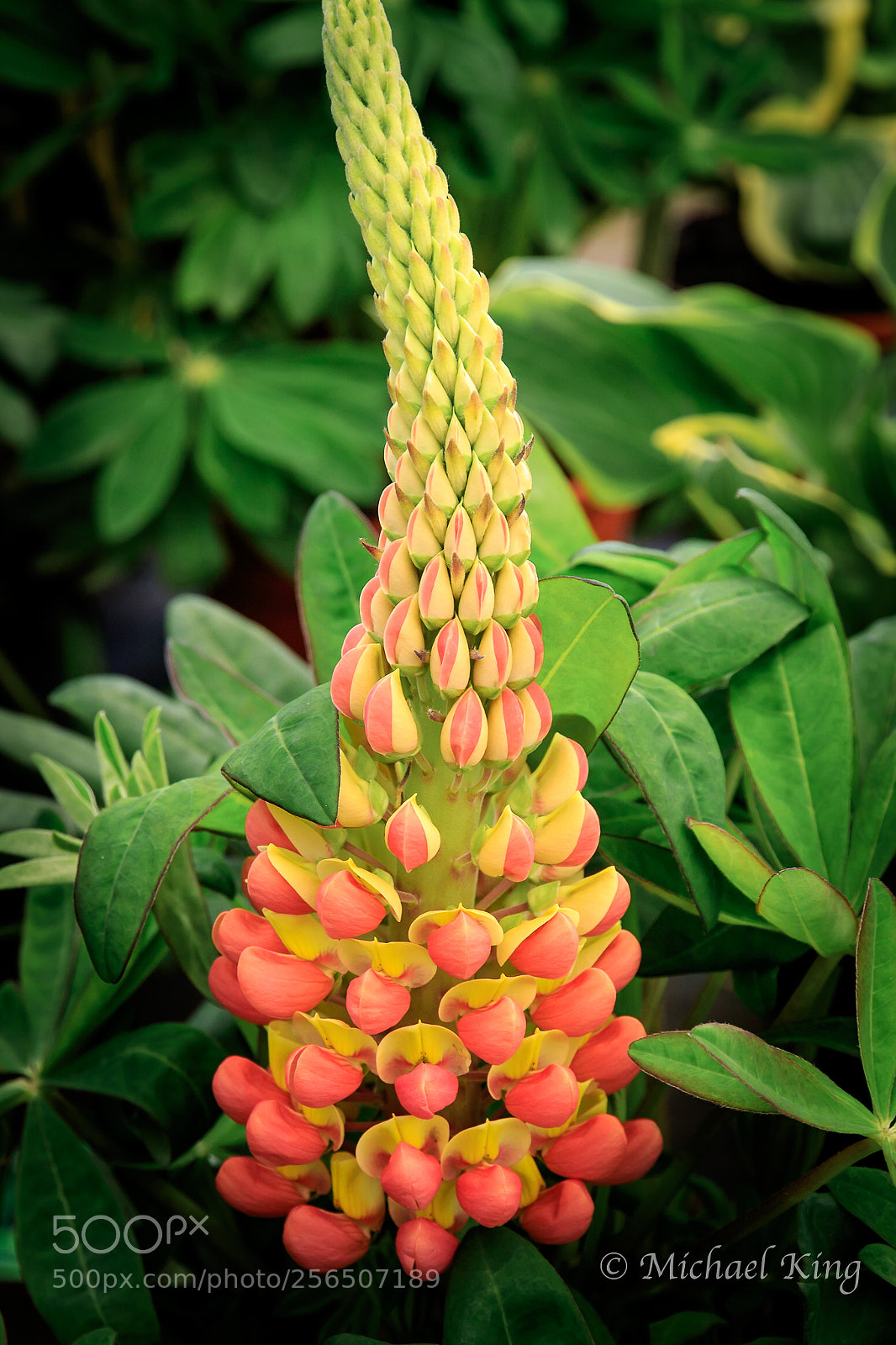 Canon EOS 7D Mark II sample photo. The spike. photography