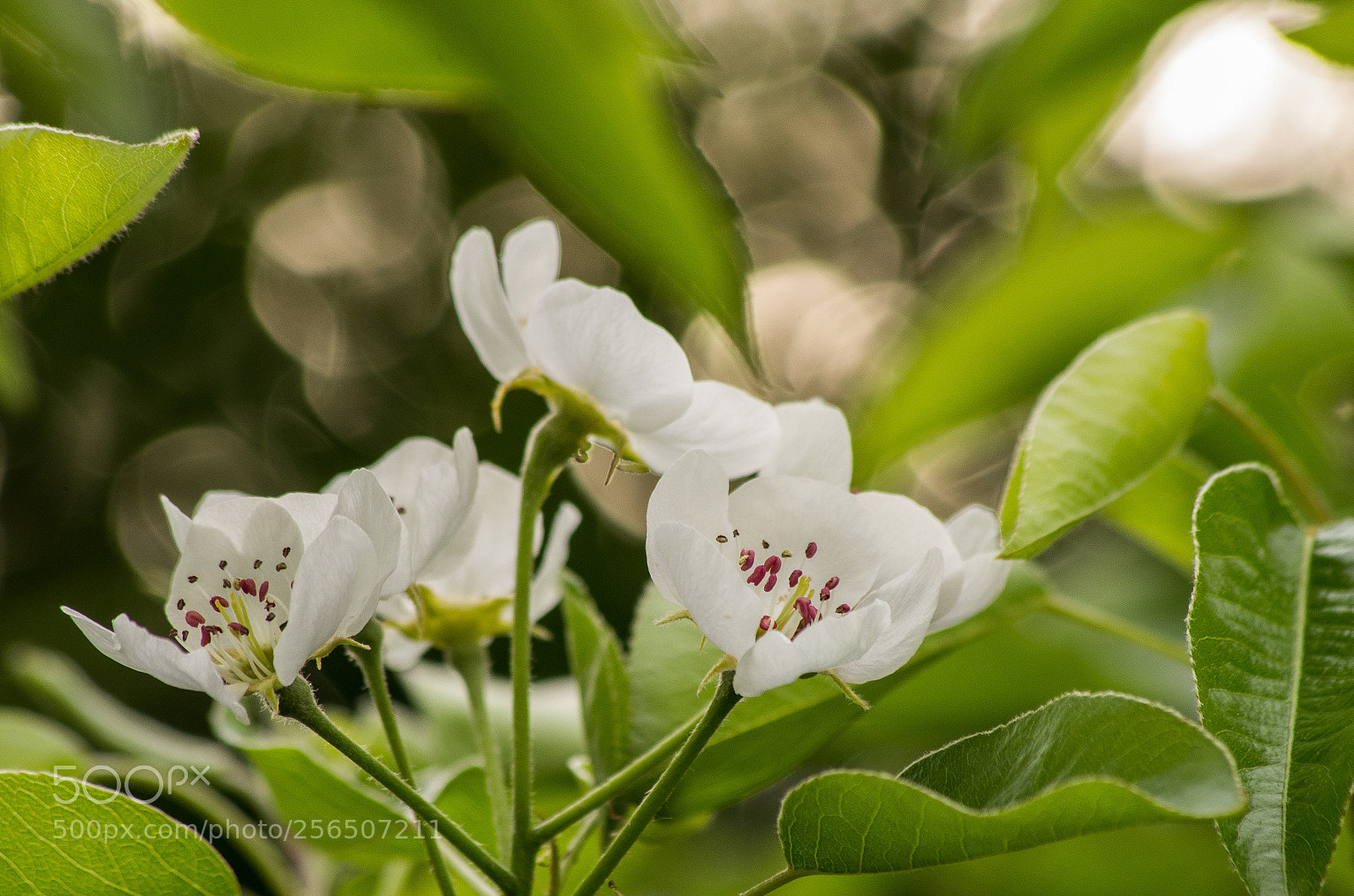 Pentax K-5 sample photo. Flowering branch of pear photography