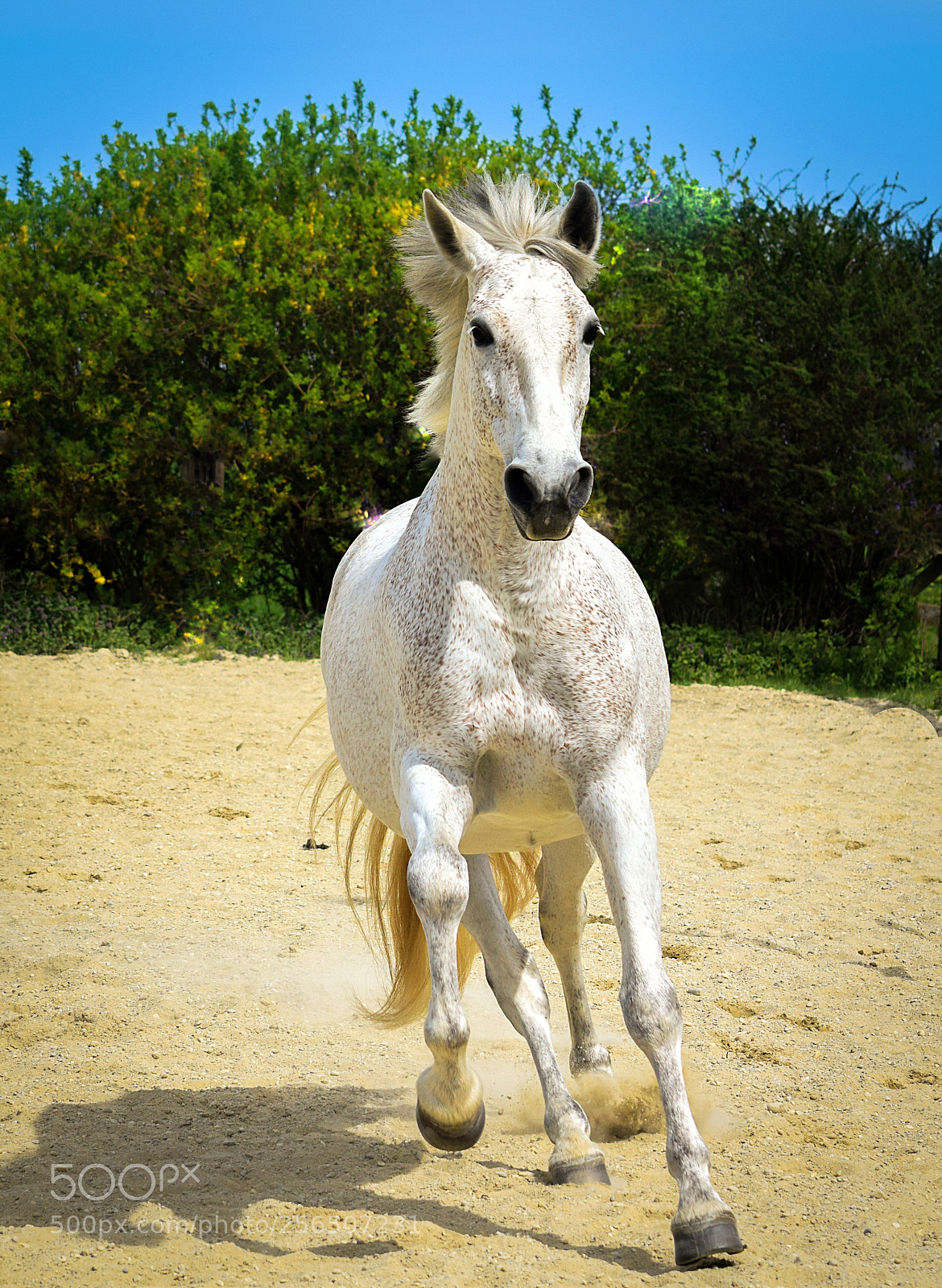 Nikon D3300 sample photo. Im galopp photography