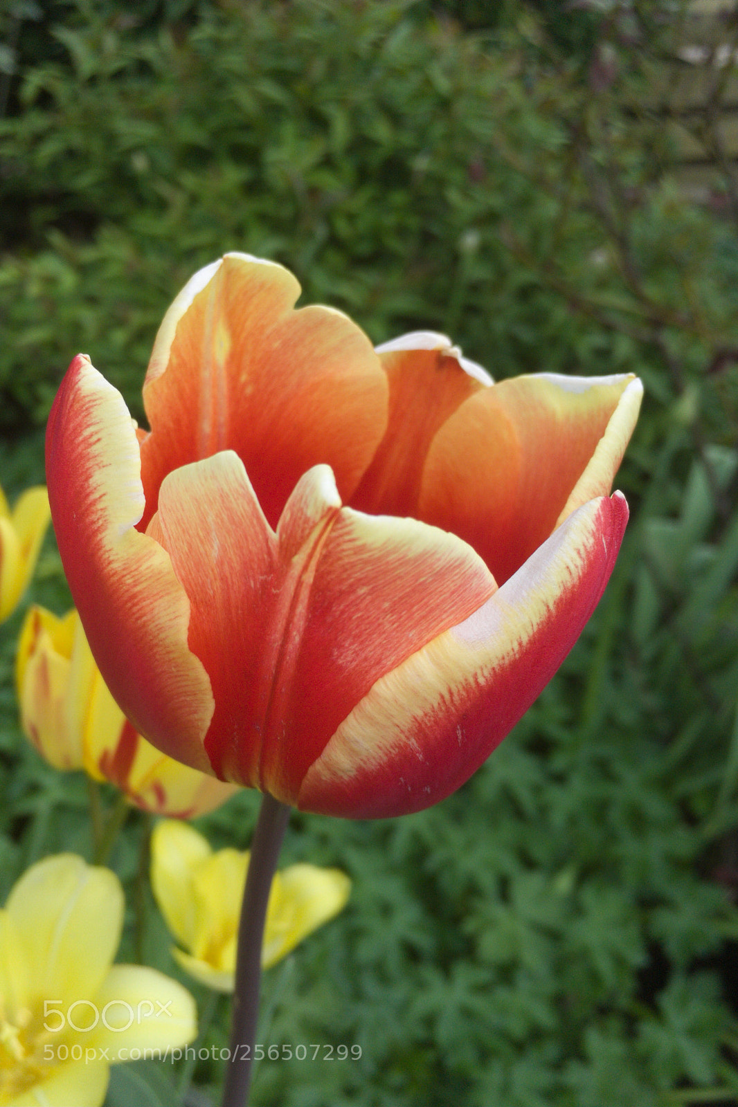 Apple iPhone SE sample photo. Tulip photography