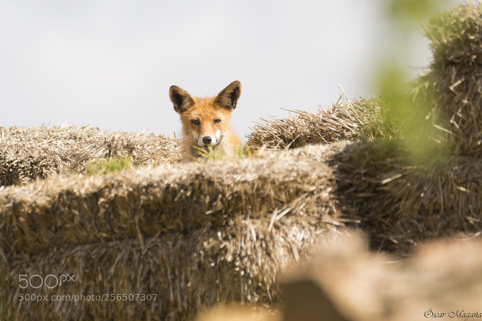 Canon EOS 70D sample photo. Zorro (vulpes vulpes) photography