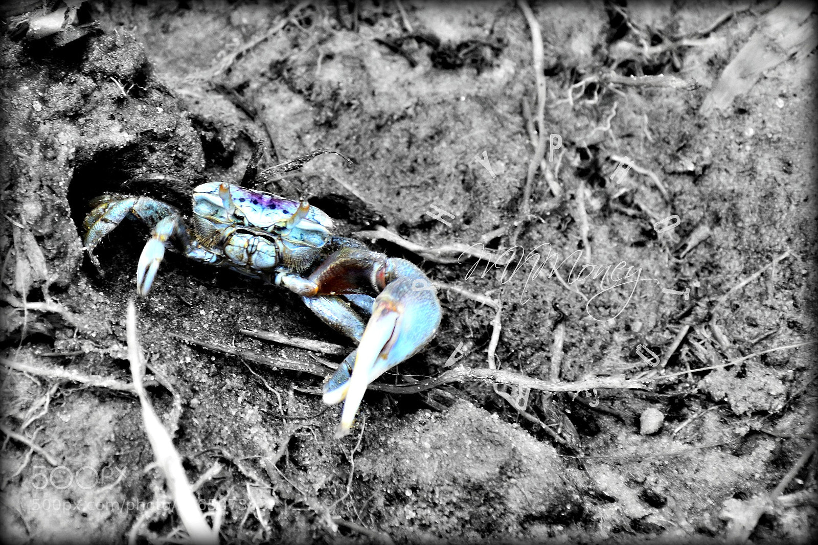 Nikon D5600 sample photo. Crab photography