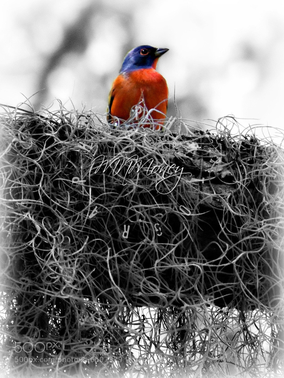 Nikon D5600 sample photo. Bird photography