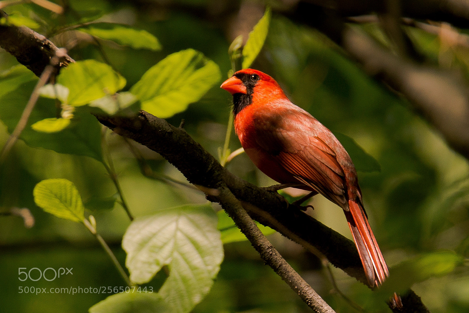 Canon EOS 6D sample photo. May cardinal photography