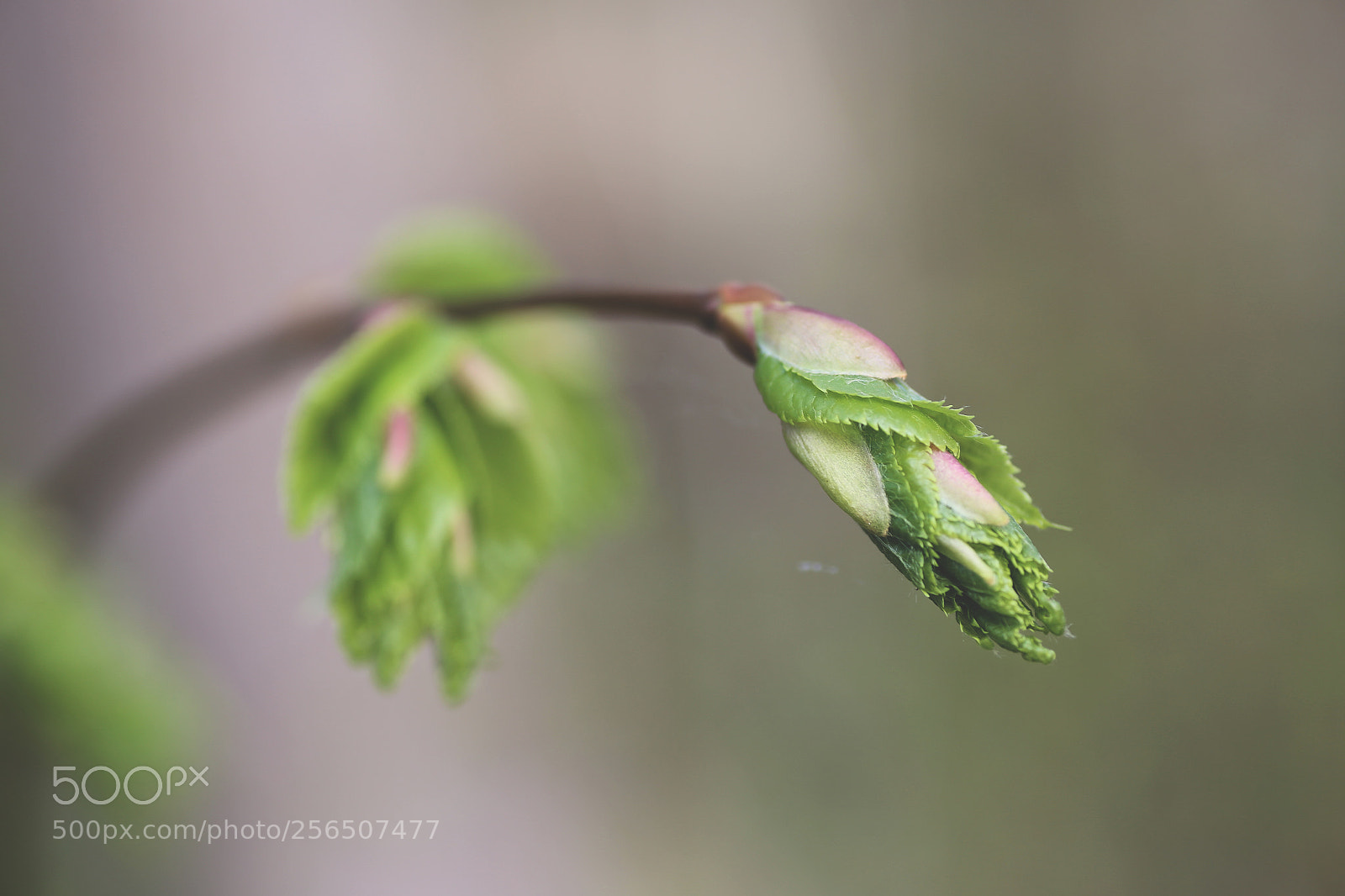 Canon EOS 6D sample photo. Floral photography