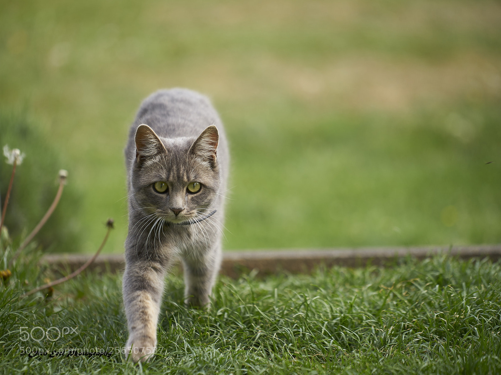 Sony a7 II sample photo. Lilly photography