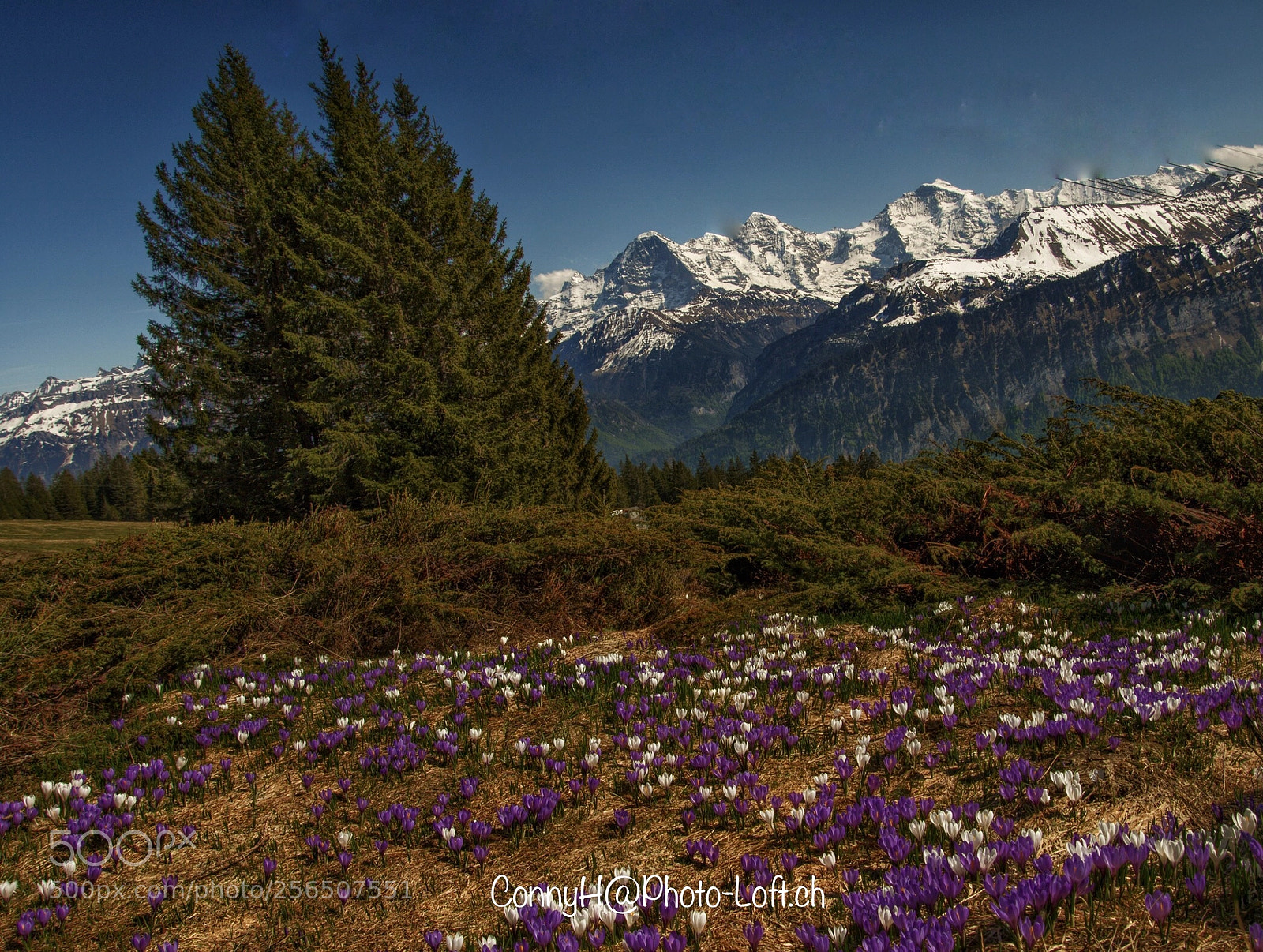 Canon EOS 7D Mark II sample photo. Krokusse berner oberland, eiger photography