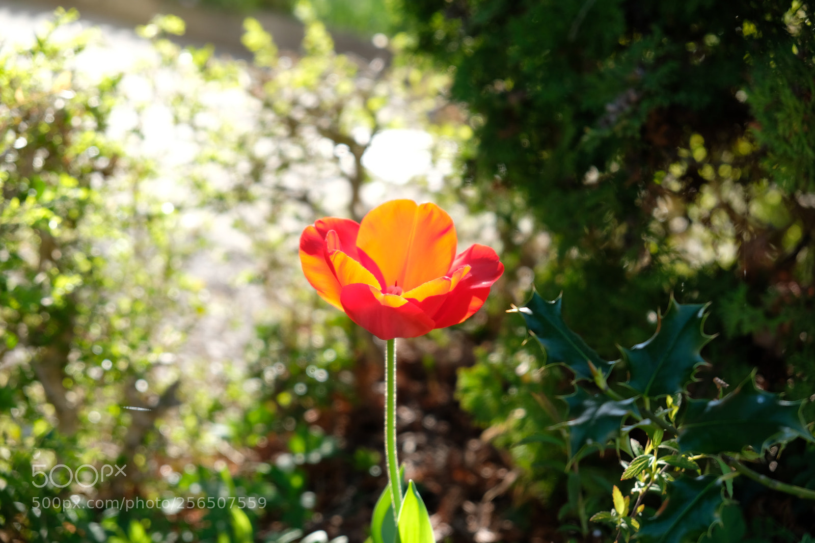 Fujifilm X-E3 sample photo. Light photography