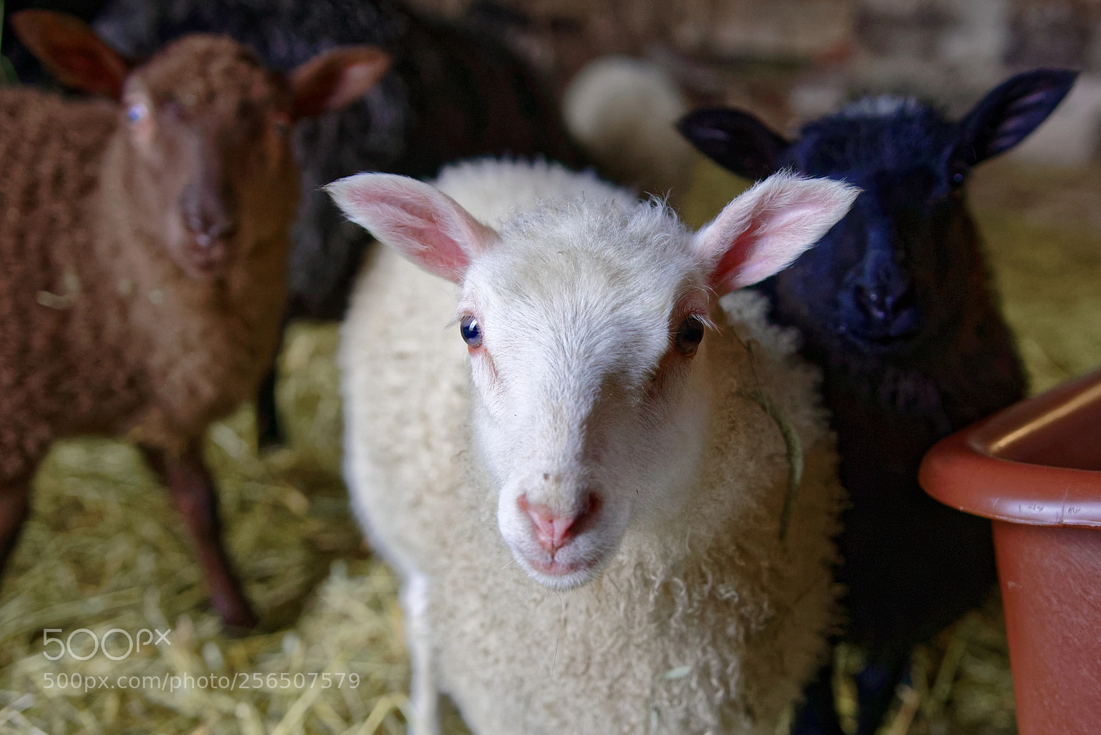 Sony a7R III sample photo. Three little lambs. photography