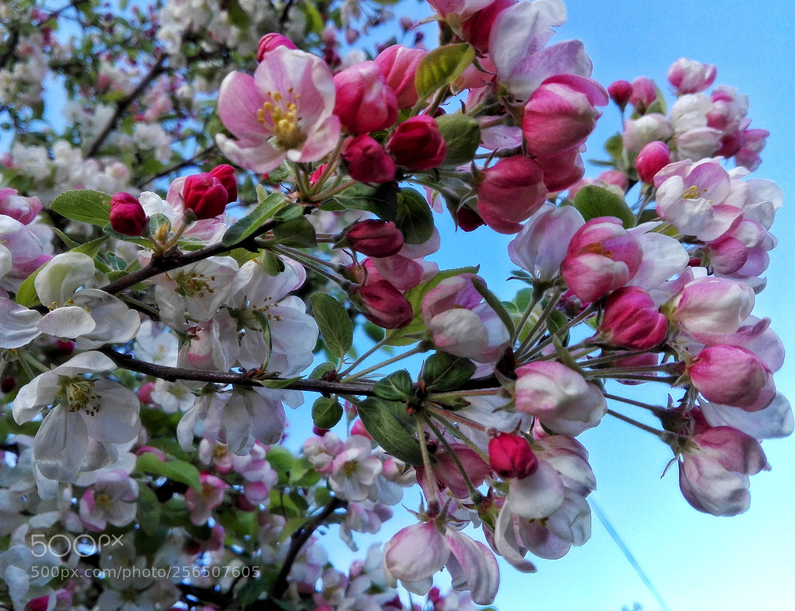 HUAWEI P8 Lite sample photo. Morning... photography