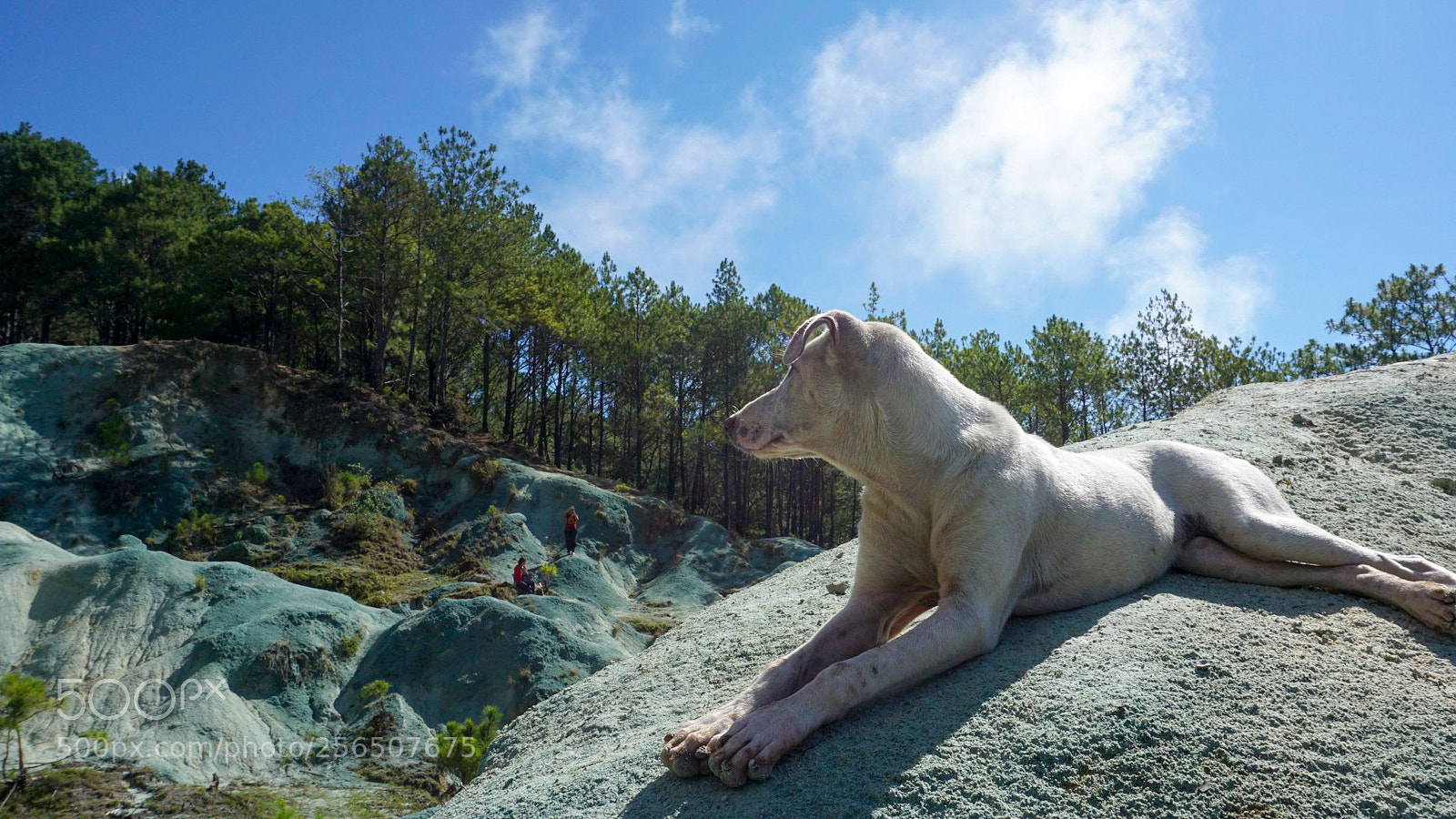 Sony a6000 sample photo. Photogenic dog photography